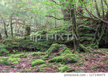 Yakushima Shiratani Unsuikyo: Japan's most beautiful moss forest (December 127146475