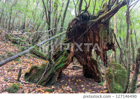 Yakushima Shiratani Unsuikyo Gorge: A forest of colorful fallen leaves (December) 127146490