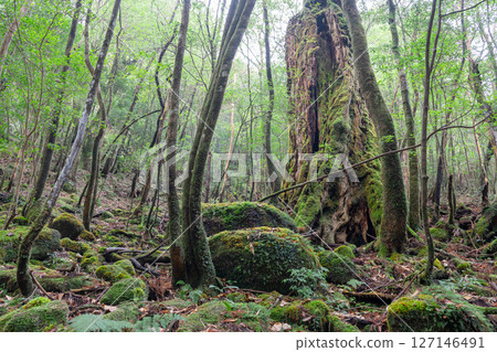 屋久島白谷雲水峽：日本最美的苔蘚森林（十二月 127146491