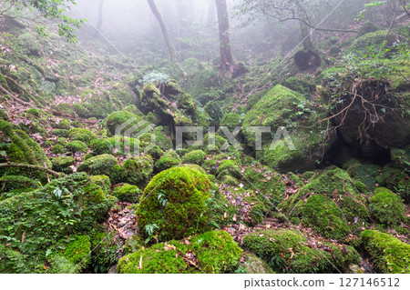 Yakushima Shiratani Unsuikyo Forest (December) A forest where gods live, covered in beautiful moss and mist 127146512