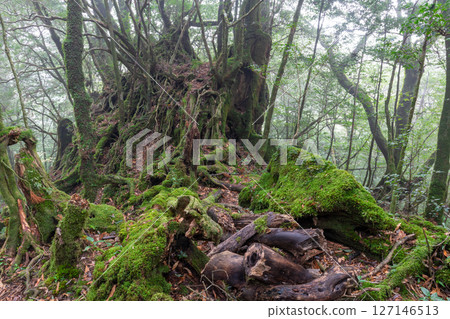 Yakushima Shiratani Unsuikyo Forest (December) A forest where gods live, covered in beautiful moss and mist 127146513