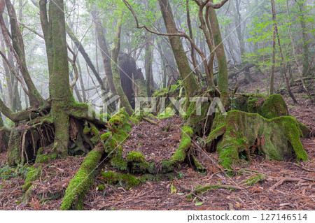 Yakushima Shiratani Unsuikyo Forest (December) A forest where gods live, covered in beautiful moss and mist 127146514