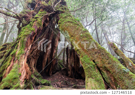 Yakushima Shiratani Unsuikyo Yakusugi stump (December) A living witness to the island 127146518