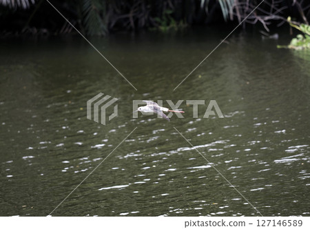 A bird flies over water, gliding gracefully with sense of freedom and boundless spirit. bird is soaring through air above water surface, it has white feathers 127146589