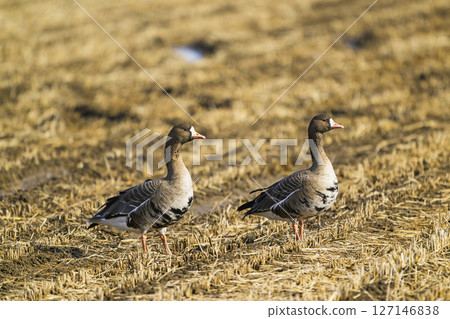 兩隻白額雁 127146838