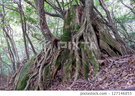 Yakushima Shiratani Unsuikyo Gorge: A giant tree enveloping a huge rock (December Yakushima Shiratani Unsuikyo Gorge: A giant tree enveloping a huge rock (December 127146855