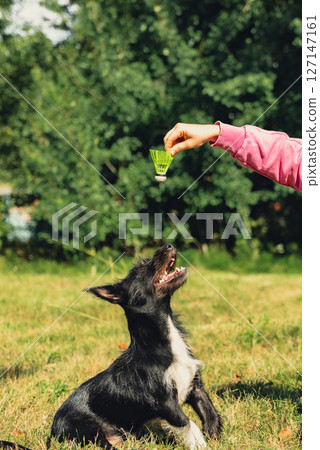Woman spending quality time with her pet playing Badminton shuttlecock on green grass. Outside recreation and fresh air summertime. Healthy lifestyle nature connection sport summer activities. Stress Woman spending quality time with her pet playing Badminton shuttlecock on green grass. Outside recreation and fresh air summertime. Healthy lifestyle nature connection sport summer activities. Stress 127147161