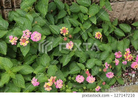 走在小區 127147210