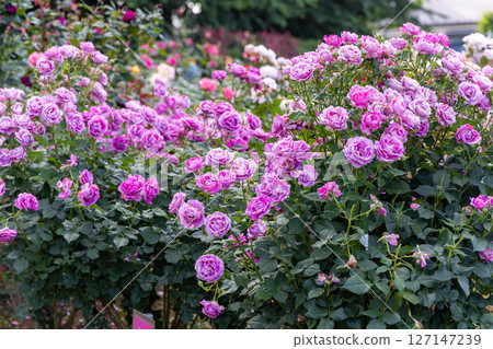 Roses of Yono Park Roses of Yono Park 127147239