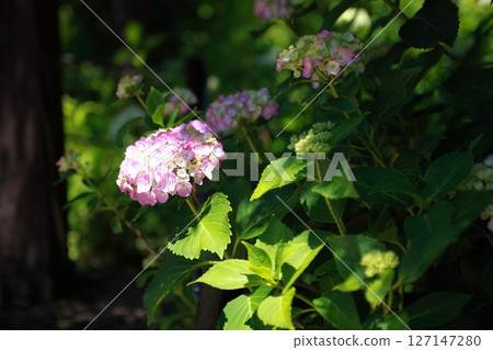 Hydrangeas peeking out from the shade of the trees 127147280