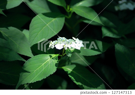 A slightly lonely-looking hydrangea 127147313