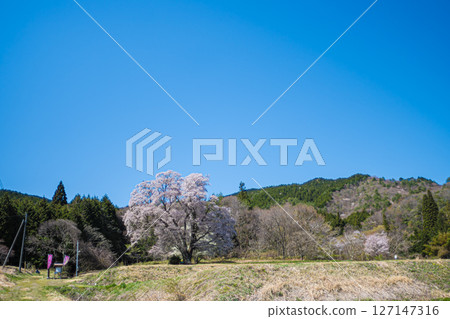 Hiroshima, Shobara, Chidoribesaku wild cherry blossoms 127147316