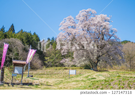 廣島、莊原、千鳥邊作野櫻花 127147318