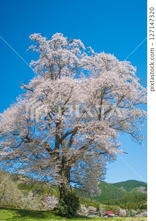 廣島、莊原、千鳥邊作野櫻花 廣島、莊原、千鳥邊作野櫻花 127147320