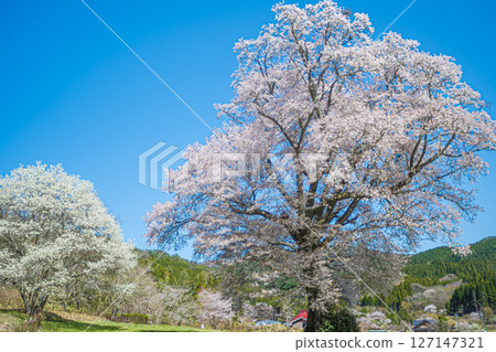 Hiroshima, Shobara, Chidoribesaku wild cherry blossoms 127147321