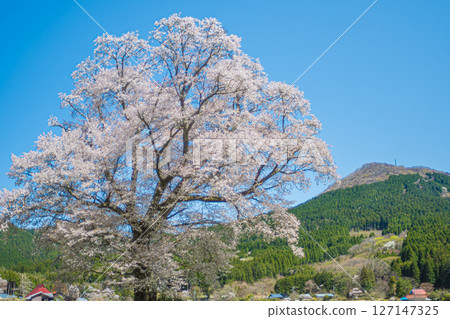 Hiroshima, Shobara, Chidoribesaku wild cherry blossoms Hiroshima, Shobara, Chidoribesaku wild cherry blossoms 127147325