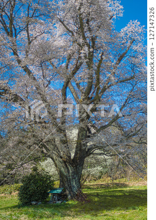 Hiroshima, Shobara, Chidoribesaku wild cherry blossoms Hiroshima, Shobara, Chidoribesaku wild cherry blossoms 127147326