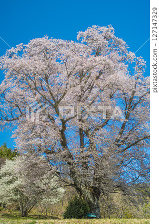 Hiroshima, Shobara, Chidoribesaku wild cherry blossoms Hiroshima, Shobara, Chidoribesaku wild cherry blossoms 127147329