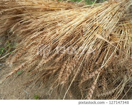 收穫的小麥 127147348