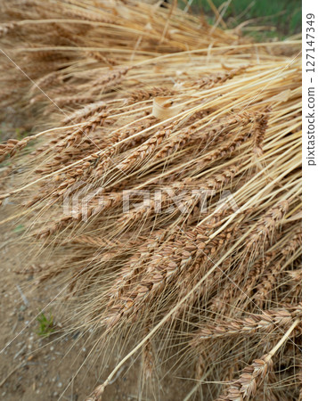 收穫的小麥 127147349