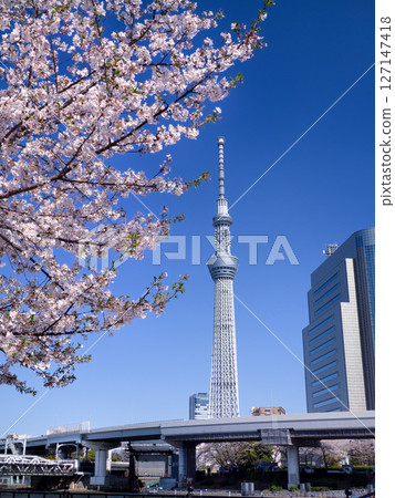 東京，櫻花盛開的隅田公園和東京晴空塔 127147418