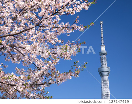 東京,櫻花盛開的隅田公園和東京晴空塔 東京,櫻花盛開的隅田公園和東京晴空塔 127147419