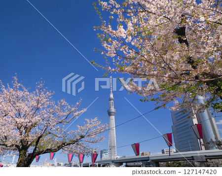 東京,櫻花盛開的隅田公園和東京晴空塔 東京,櫻花盛開的隅田公園和東京晴空塔 127147420
