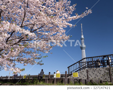 東京，櫻花盛開的隅田公園和東京晴空塔 127147421