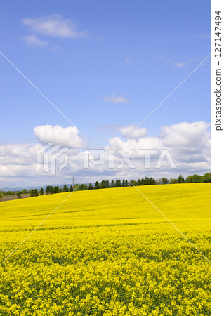 在盛開和藍天的油菜田 在盛開和藍天的油菜田 127147494