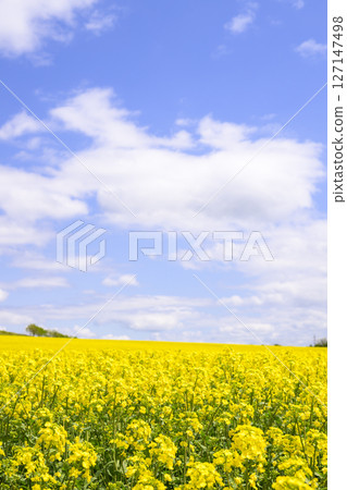 在盛開和藍天的油菜田 在盛開和藍天的油菜田 127147498