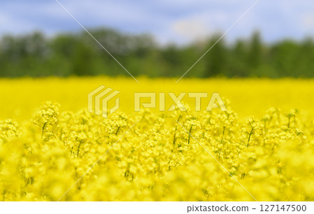 Rape flower field in full bloom Rape flower field in full bloom 127147500