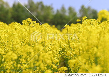強姦在盛開的花田 強姦在盛開的花田 127147501