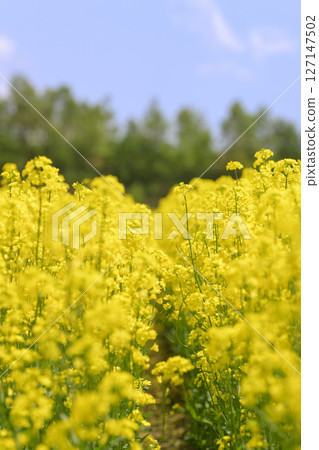 Rape flower field in full bloom 127147502