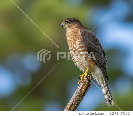 Sharp eyed Coopers Hawk perched on a branch, showcasing striking brown and white plumage with vivid yellow talons against a vibrant blurred background. Bird. 127147632