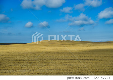Vast Golden Wheat Fields Under a Clear Blue Sky and Fluffy Clouds Vast Golden Wheat Fields Under a Clear Blue Sky and Fluffy Clouds 127147724