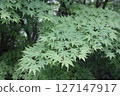 Close-up of a maple tree with lush green leaves 127147917