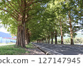 Walk along the Metasequoia Tree-Lined Avenue 127147945