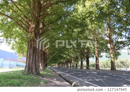 Walk along the Metasequoia Tree-Lined Avenue 127147945