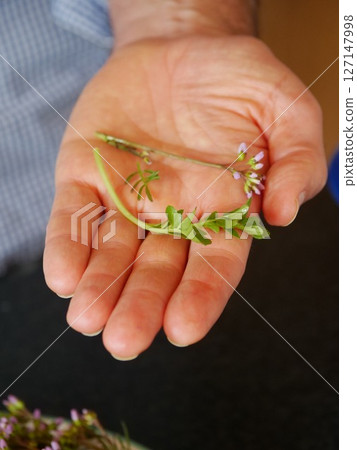 Hand holding a leafy green plant 127147998