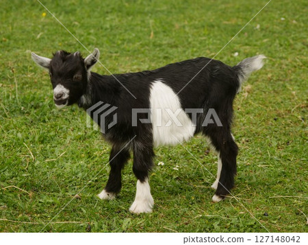 Black and white goat standing in a grassy field 127148042