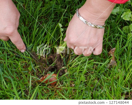 Person is holding a knife and pointing at a carrot in the grass 127148044