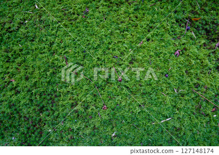 京都地藏院寺院內覆蓋著綠色的苔蘚 127148174