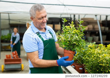 Man florist arranging flowering eonymus aurea in pots while gardening in glasshouse 127148209