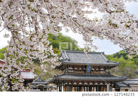 Somei-yoshino cherry blossoms in full bloom at Osorezan Bodaiji Temple Somei-yoshino cherry blossoms in full bloom at Osorezan Bodaiji Temple 127148235