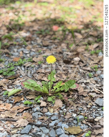 Dandelion flowers Dandelion flowers 127148265