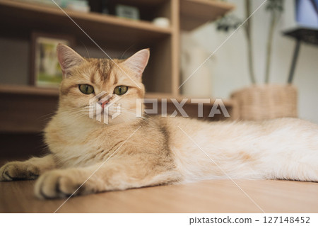 pet care concept with british cat sleep in living room pet care concept with british cat sleep in living room 127148452