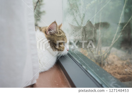 pet care concept with scottish cat sleep in living room with rain drop at window pet care concept with scottish cat sleep in living room with rain drop at window 127148453
