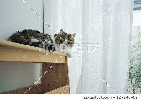 pet care concept with scottish cat sleep in living room with rain drop at window pet care concept with scottish cat sleep in living room with rain drop at window 127148462