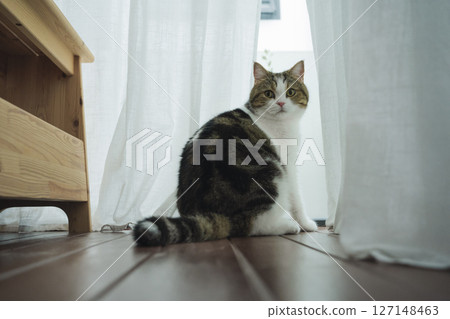 pet care concept with scottish cat sleep in living room with rain drop at window pet care concept with scottish cat sleep in living room with rain drop at window 127148463