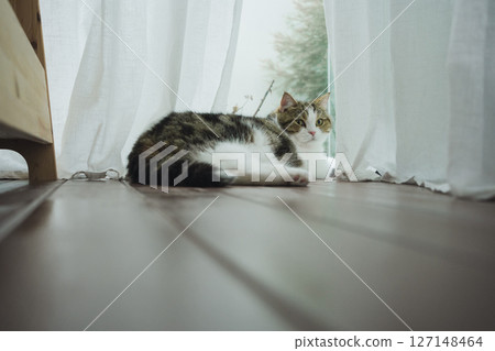 pet care concept with scottish cat sleep in living room with rain drop at window 127148464